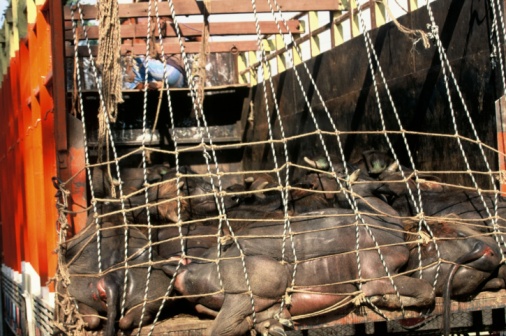 Barbaric transport of live Cattle/Buffalo