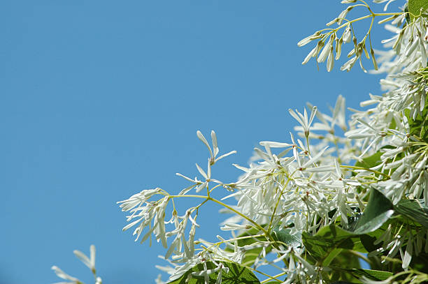 Chinese fringe tree, 