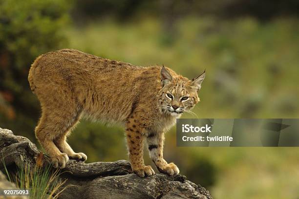 Bobcat にログ - ボブキャットのストックフォトや画像を多数ご用意 - ボブキャット, 野生のネコ科動物, 動物