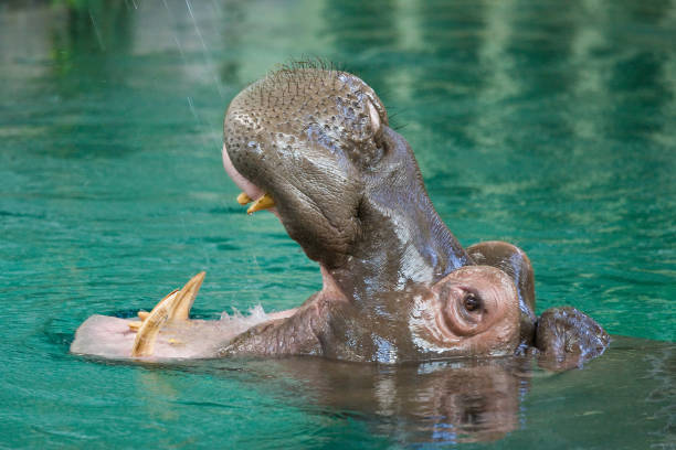 istock A Hippo or Hippopotamus with its mouth open in pond 920752338