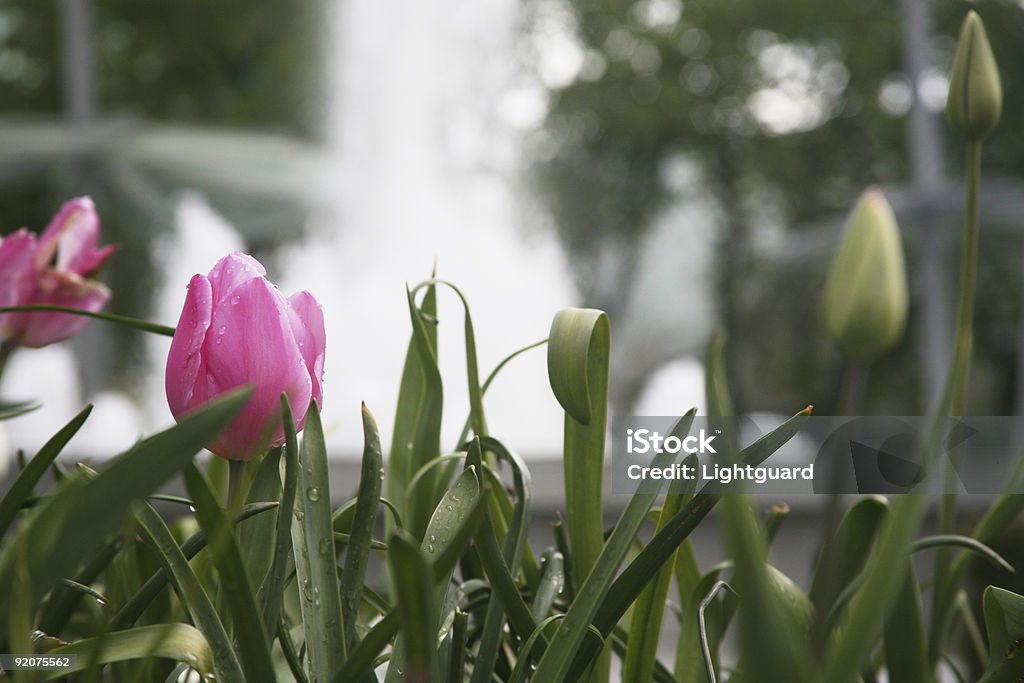 Tulipany na fountain - Zbiór zdjęć royalty-free (Bez ludzi)