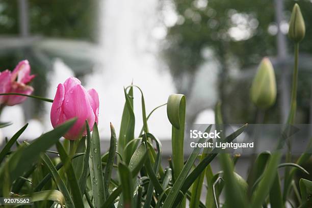 Tulipany Na Fountain - zdjęcia stockowe i więcej obrazów Bez ludzi - Bez ludzi, Biały, Fontanna