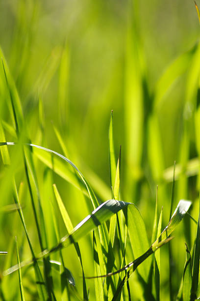 grass stock photo