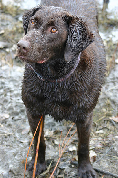 Labrador Chocolate - foto de stock