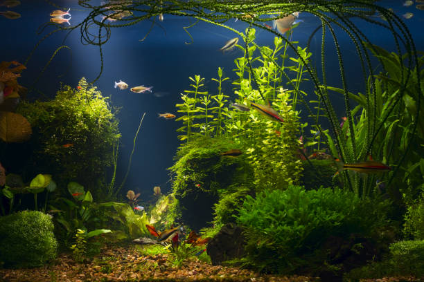 istock Tropical fresh water aquarium in low key 920757508