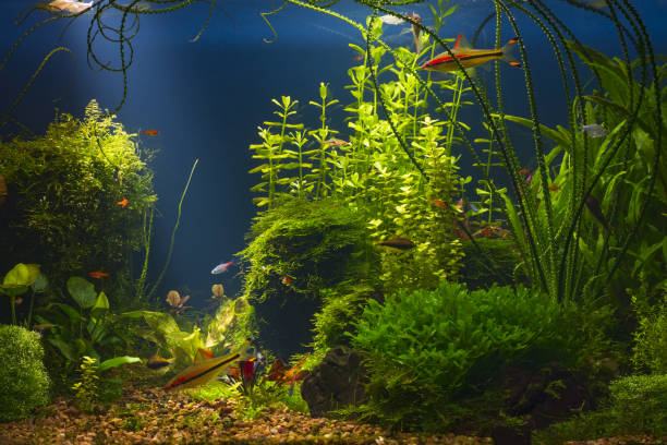 istock Tropical fresh water aquarium in low key 920757514