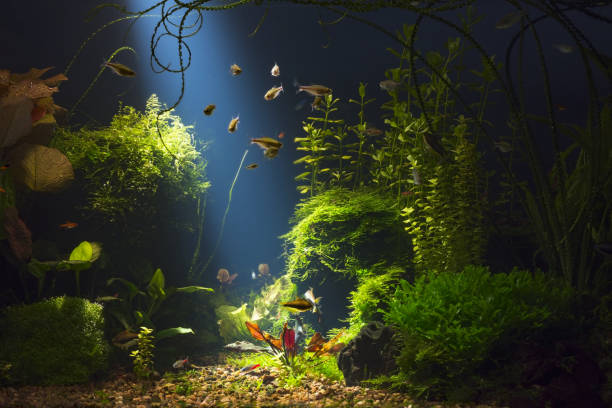 istock Tropical fresh water aquarium in low key 920757524