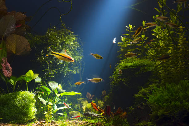 istock Tropical fresh water aquarium in low key 920757530