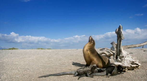 sealion galápagos - fernandina beach - fotografias e filmes do acervo