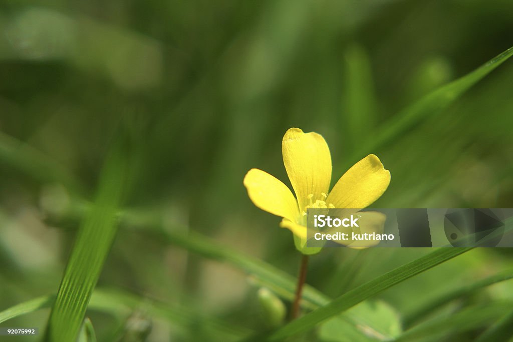 Gelbe Flower - Lizenzfrei Abschied Stock-Foto