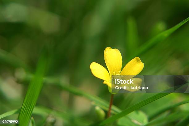 Flor Amarela - Fotografias de stock e mais imagens de Alergia - Alergia, Amarelo, Arrancar Ervas Daninhas