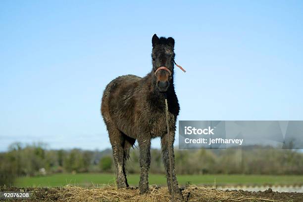 Pony На Холм — стоковые фотографии и другие картинки Лошадь - Лошадь, Без людей, В плохом состоянии