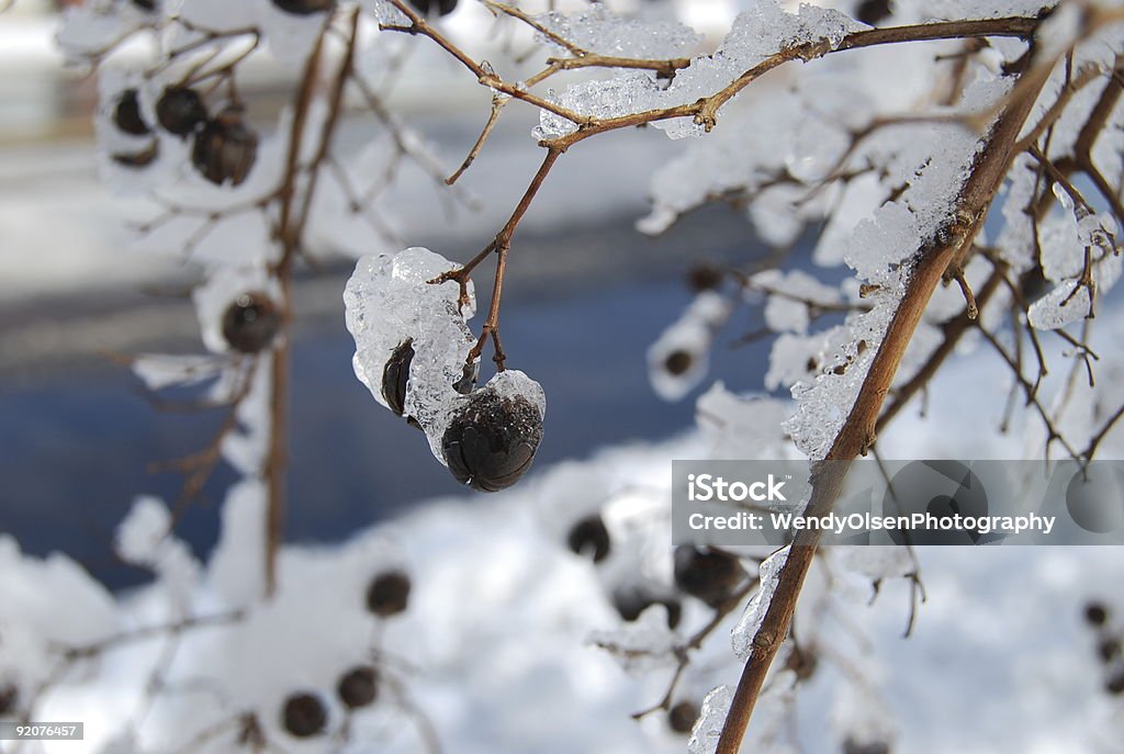 Cubierto de hielo estaciones de semillas - Foto de stock de Color - Tipo de imagen libre de derechos