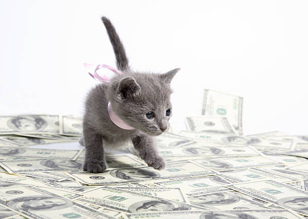 istock Adorable grey kittens for sale 92076460