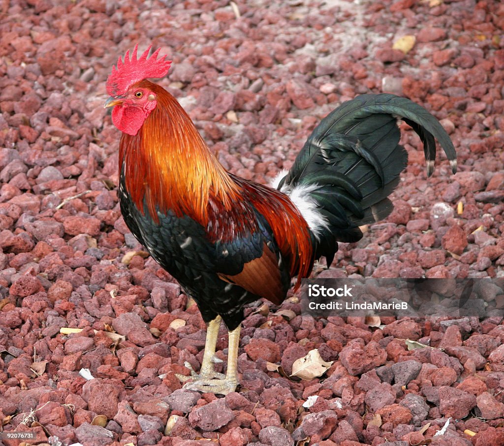 Rooster A rooster Agriculture Stock Photo