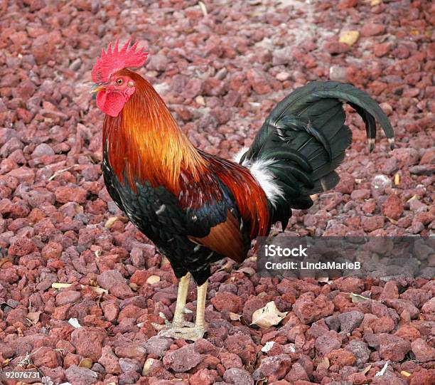 Rooster Stock Photo - Download Image Now - Agriculture, Animal, Bird