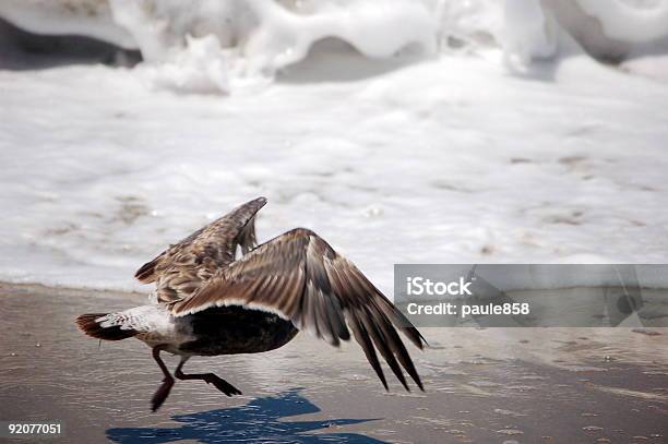 Gabbiano Spaventata - Fotografie stock e altre immagini di Ala di animale - Ala di animale, Ambientazione esterna, Arto inferiore animale