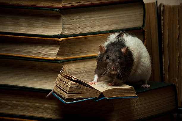 Rat with book stock photo