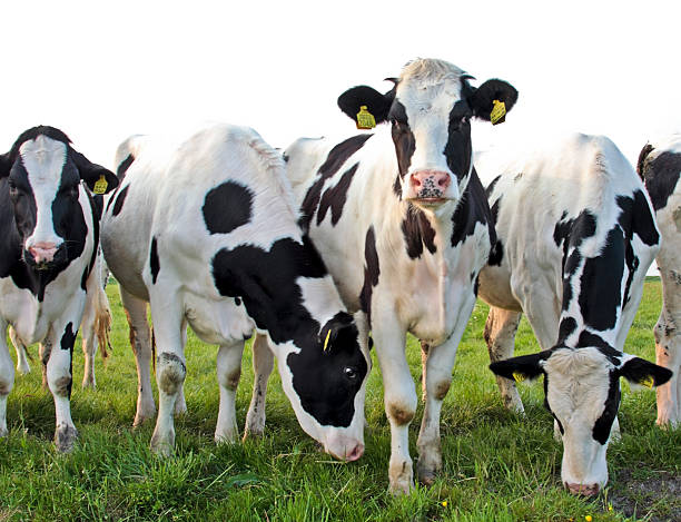istock Dutch cows in the countryside from Netherlands 92077099