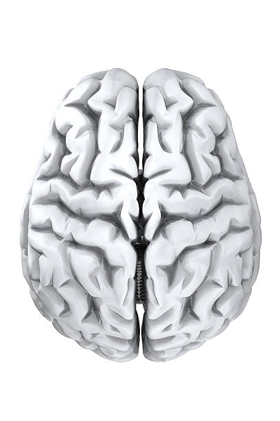 istock A model of the human brain with white background 92077143