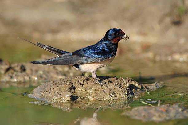 Barn Swallow  hirundo rustica stock pictures, royalty-free photos & images