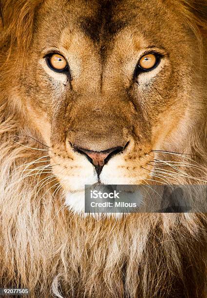 Lion Stock Photo - Download Image Now - Lion - Feline, Africa, Animal