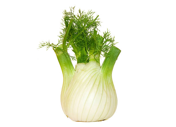 fennel stock photo