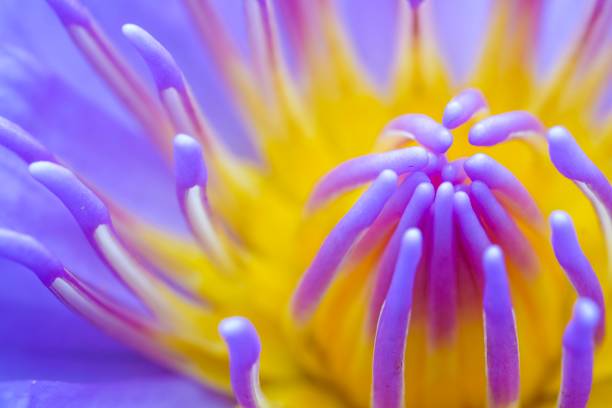 istock Lotus closeup in the garden 920777940