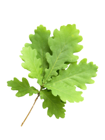 Sessile Oak (Quercus petraea) - Küre Mountains National Park