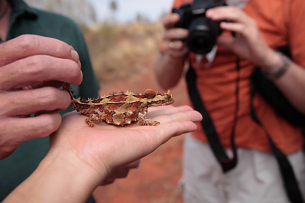 오스트랄리안 도마뱀류 - thorny devil lizard 뉴스 사진 이미지