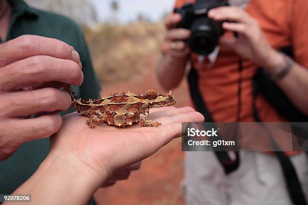 Australian Lizard Stock Photo - Download Image Now - Thorny Devil Lizard, Uluru, Australia