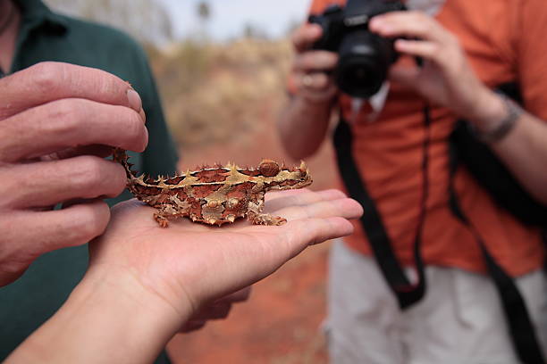 австралийский под ящерицу - thorny devil lizard australia northern territory desert стоковые фото и изображения