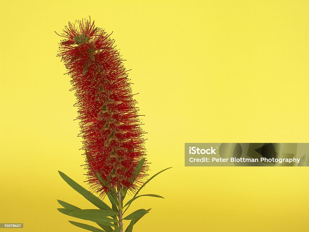 Bottlebrush_yellow - Стоковые фото Ароматический роялти-фри