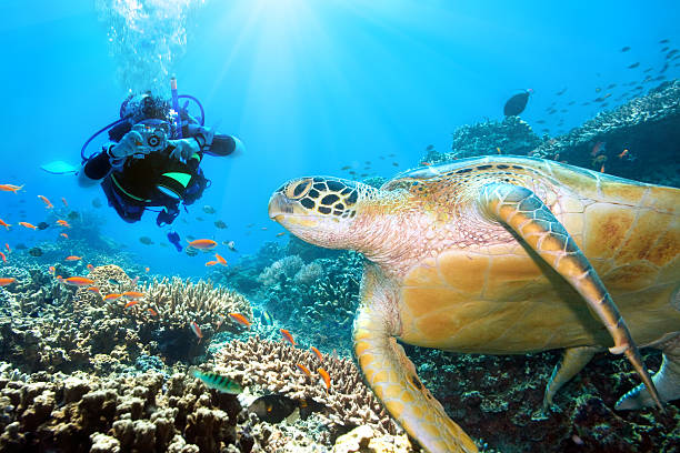 istock Scuba diver swimming underwater with a green sea turtle 92078999
