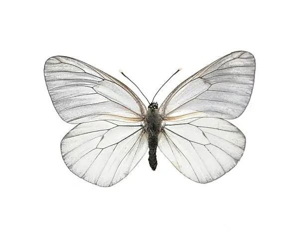 Photo of Black-veined White butterfly (Aporia crataegi)
