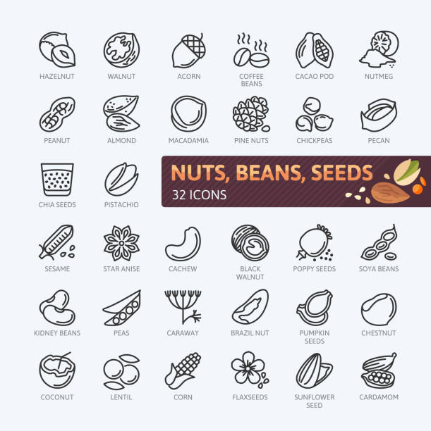 ilustraciones, imágenes clip art, dibujos animados e iconos de stock de nueces, semillas y frijoles elementos - colección de iconos vectoriales simples. - sunflower seed