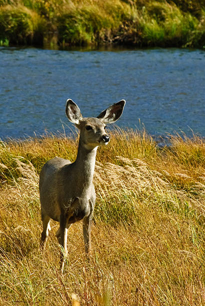 Mule Deer by the Lewis River and Fall Colors The mule deer (Odocoileus hemionus), also called blacktail deer, is a species commonly seen throughout the Western USA. This deer was photographed while grazing by the Lewis River in Yellowstone National Park, Wyoming, USA. jeff goulden yellowstone national park stock pictures, royalty-free photos & images