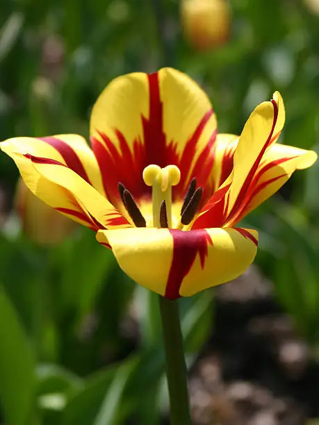 Photo of Colorful Tulip