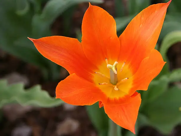 Photo of Orange Tulip