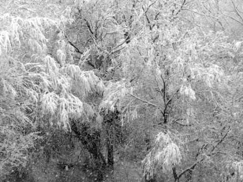 Tree in snow, black and white