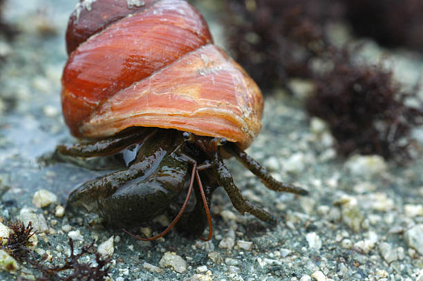 primer plano de cangrejo ermitaño, pagurus samuels, caminar en rock - tegula fotografías e imágenes de stock