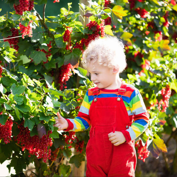 kleiner junge pflücken rote johannisbeere berry - 11829 stock-fotos und bilder