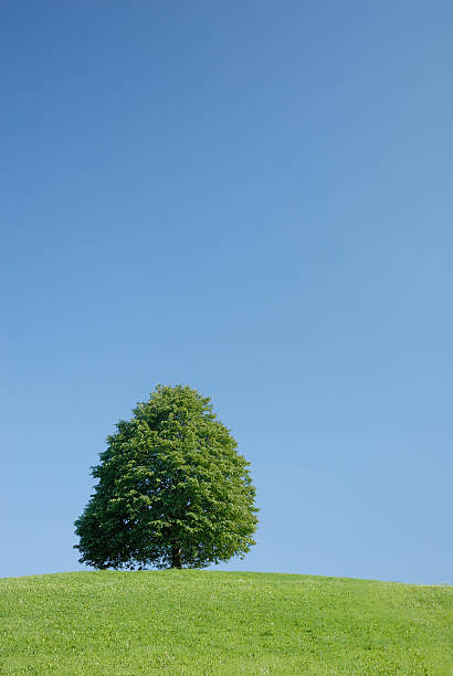 istock A single full tree in a green field under a clear blue sky. 92080845