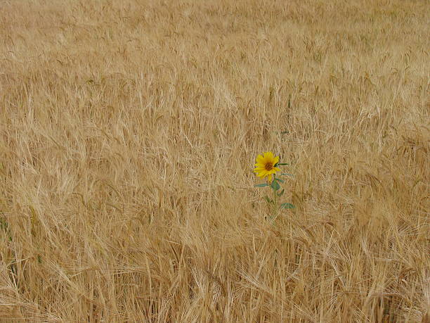 Sunflower in Grain stock photo