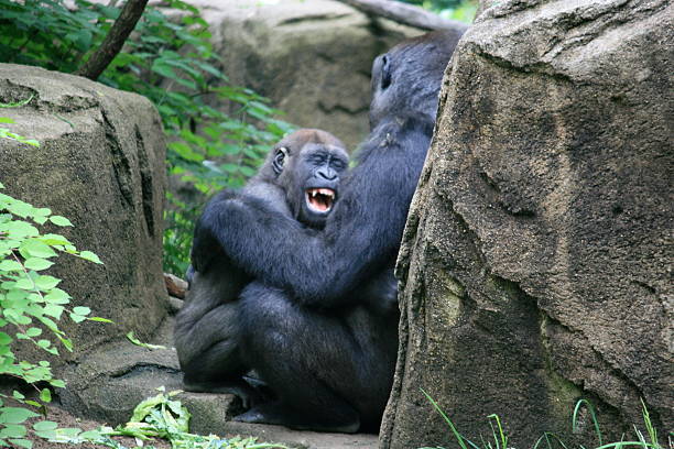 bebê gorila sorriso - gorilla zoo animal silverback gorilla imagens e fotografias de stock