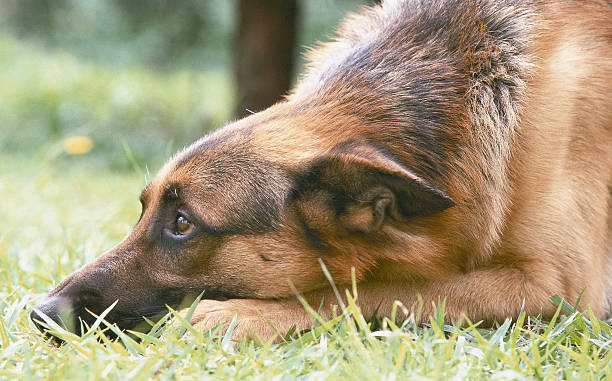 Berger allemand dans l'herbe - Photo