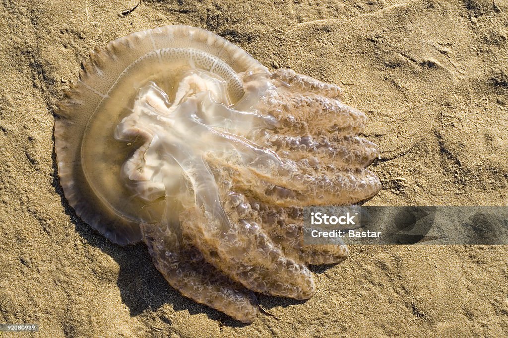 medusa - Foto stock royalty-free di Allergia