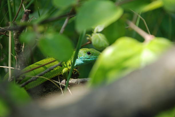 istock Lizrad in the bush 92080995