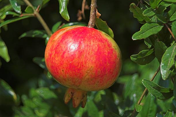 ripe pomegranate stock photo