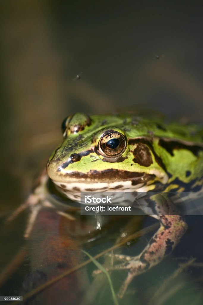 Frog - Lizenzfrei Fluss Stock-Foto